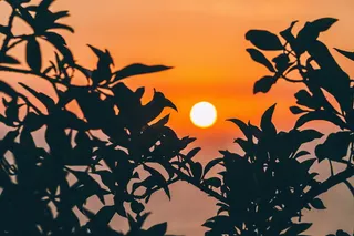 秘鲁利马，傍晚时分，树叶间的阳光