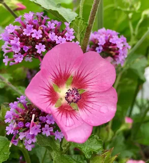 折扣、粉色、夏季花朵、开花植物、花朵、植物、新鲜度、自然美 折扣、粉色、夏季花朵、开花植物、花朵、植物、新鲜度、自然美