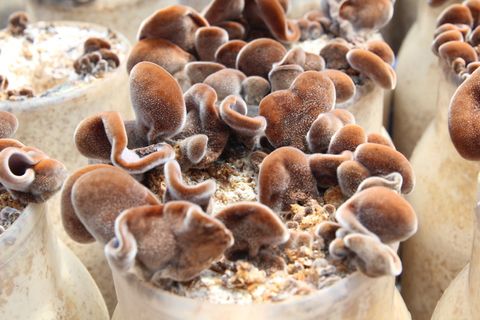 口渴的蘑菇，蘑菇，喉咙痛，海洋，无脊椎动物，水下，野生动物，海洋生物