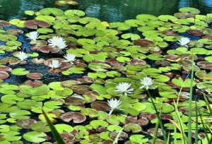 白睡莲，池塘，漂浮，花园花卉，池塘植物，水生植物，树叶，异国情调