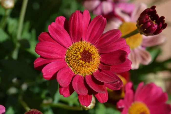 花，春天，自然，花瓣，玛格丽特，开花植物，自然之美，植物