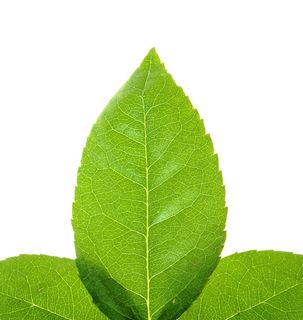 特写、孤立、树叶、嫩脉、绿色、水平、田野、夏季 特写、孤立、树叶、嫩脉、绿色、水平、田野、夏季
