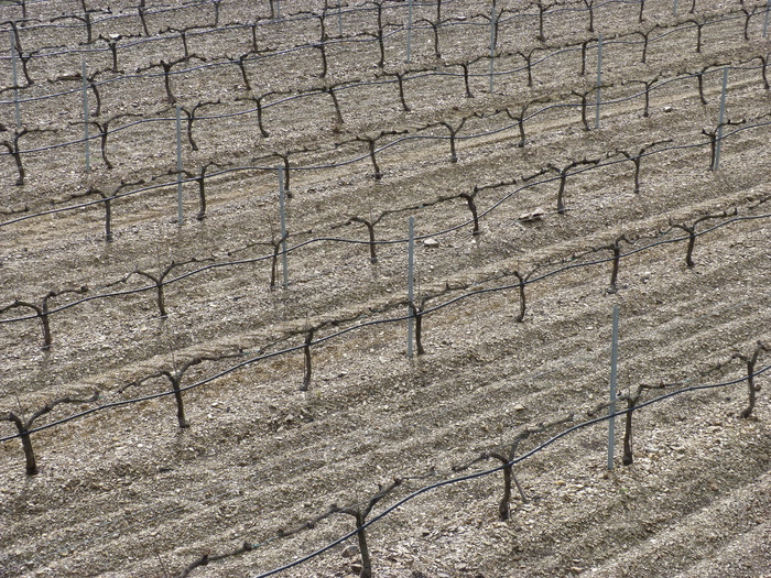 葡萄园，背景，菌株，抽象，优先，白天，无人，高角度视图