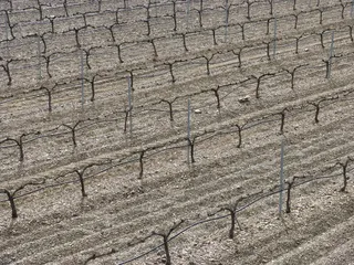 葡萄园，背景，菌株，抽象，优先，白天，无人，高角度视图