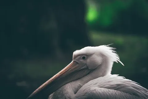 白鹈鹕,选择性,聚焦,摄影,白色,鹈鹕,喙,鸟 白鹈鹕,选择性,聚焦,摄影,白色,鹈鹕,喙,鸟