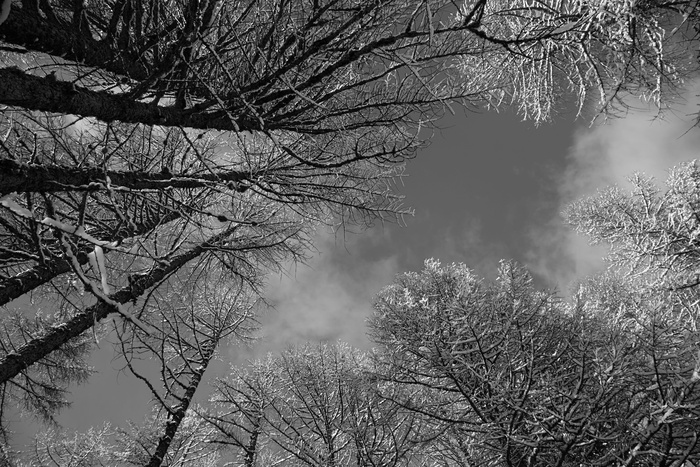 B W、自然、天空、树木、冬天、雪、夏蒙尼、树木