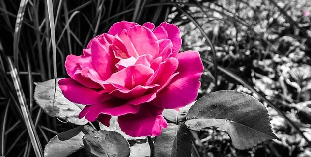 自然，花，植物，叶，开花植物，自然之美，花瓣，新鲜