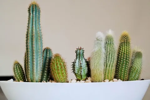 植物,仙人掌,食品,菠萝,水果,充气,被子,雨桶 植物,仙人掌,食品,菠萝,水果,充气,被子,雨桶