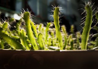 植物，仙人掌，绿色，手机照片，自然，轮胎，蜥蜴，爬行动物