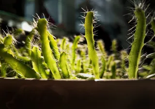 植物，仙人掌，绿色，手机照片，自然，轮胎，蜥蜴，爬行动物