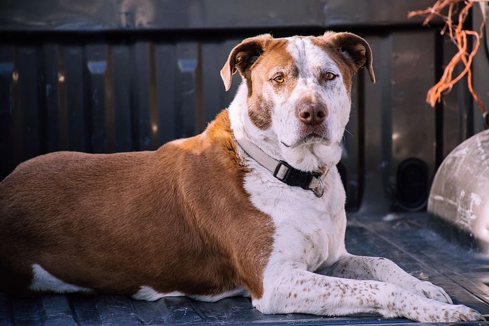 美国比特斗牛犬特写照片