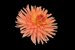 菊花，花，植物，花瓣，开花，杜桑，植物，植物学