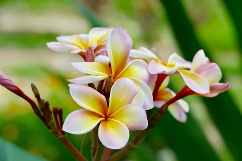 花卉,自然,植物,热带,法吉帕尼,法吉帕尼,热带植被,异国情调 花卉,自然,植物,热带,法吉帕尼,法吉帕尼,热带植被,异国情调