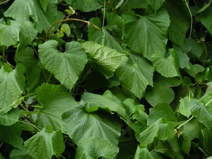 围栏，非洲，植物，莫西，坦桑尼亚，叶子，植物部分，绿色