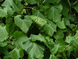 围栏，非洲，植物，莫西，坦桑尼亚，叶子，植物部分，绿色