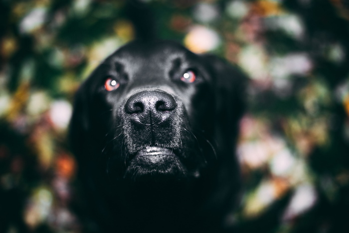 成年黑色拉布拉多猎犬的选择性聚焦摄影