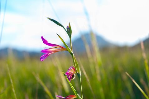 花卉，野生，自然，花卉，草原，多彩，夏季，植物