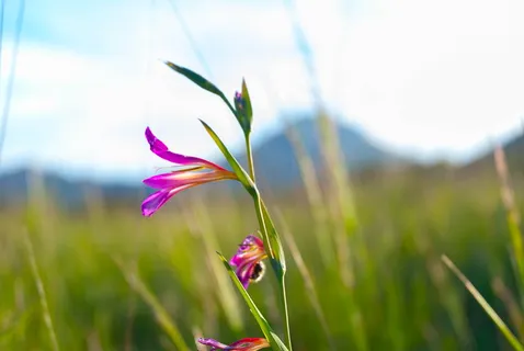 花卉，野生，自然，花卉，草原，多彩，夏季，植物