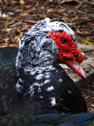 鸭子，水鸭，水鸟，自然，动物世界，头，红，比尔