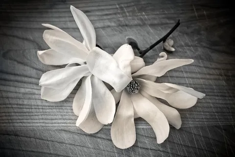 浅,聚焦摄影,白色,花朵,木兰,花朵,花朵,绽放 浅,聚焦摄影,白色,花朵,木兰,花朵,花朵,绽放