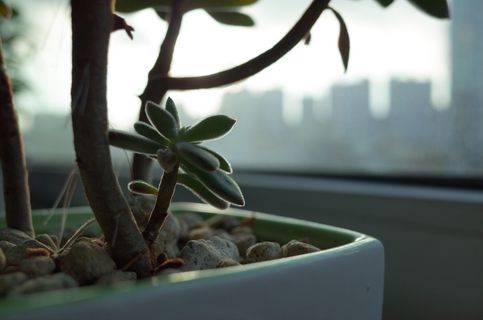 盆栽植物，花卉，植物，阳台，肉质植物，肉质植物，特写