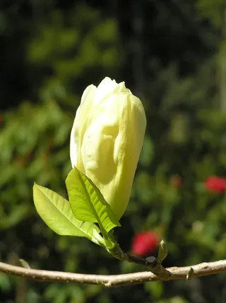 华丽，木兰，奥林达，罗德，花园，花，植物，开花植物