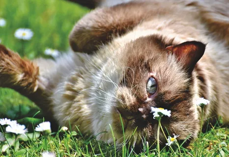 品种猫,猫,纯种,英国,短毛,家猫,美泽,可爱 品种猫,猫,纯种,英国,短毛,家猫,美泽,可爱
