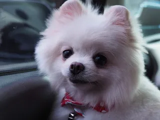 狗, 小, 伏特加, 一种动物, 家养, 宠物, 动物主题, 哺乳动物