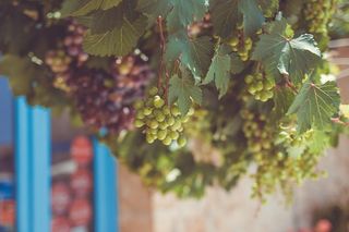 意大利，marzamemi，uva，葡萄，西西里岛，生长，叶子，植物