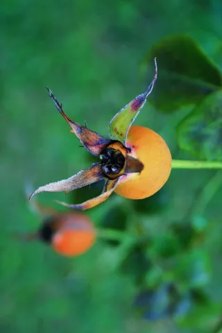 玫瑰果, 臀部, 野生蒺藜, 玫瑰, 橙色, 玫瑰苹果, 野生动物, 无脊椎动物