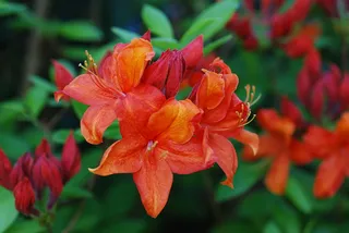 植物，杜鹃花，橙色，红色，开花，开花，开花植物，自然之美