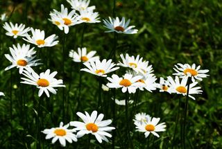 自然，风景，草地，花朵，玛格丽特，太阳，开花植物，花朵