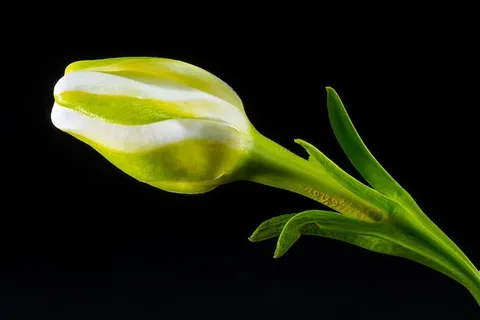 开花，开花，开花，白绿色，医疗和医药，绿色，黑色背景，没有人