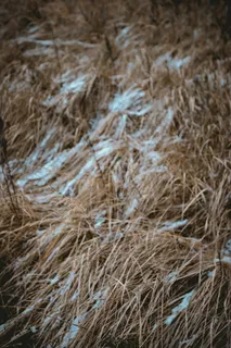 草，干旱，雪，泽，冬天，寒冷，棕色，死亡