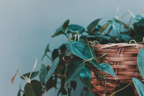 叶子,绿色,植物,花盆,花盆,花瓶,篮子,叶子 叶子,绿色,植物,花盆,花盆,花瓶,篮子,叶子