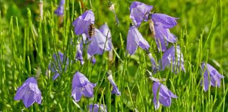 景观，自然，花卉，风铃花，圆叶风铃，后陈，紫罗兰，略带蓝色