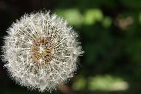 自然,景观,舒适,蒲公英,脆弱,脆弱,花,植物 自然,景观,舒适,蒲公英,脆弱,脆弱,花,植物