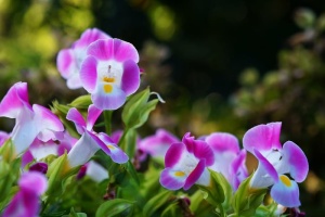 花，萨尔瓦多，铃铛，花园，花瓣，自然，植物，花园