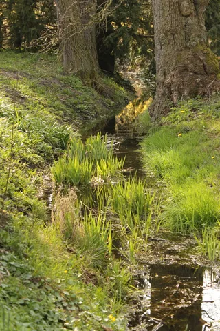 河流，小溪，公园，森林，水，小溪，小溪，树