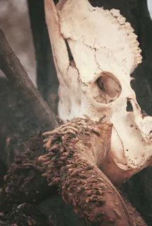 洞，外星人，考古学，骨骼，医学成像x射线胶片，x射线，ct扫描，家禽