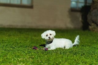 美国，凤凰城，家养，宠物，家养动物，狗，一只动物，动物主题