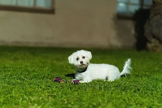 美国，凤凰城，家养，宠物，家养动物，狗，一只动物，动物主题