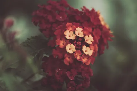 选择性、聚焦照片、白色、红色、马缨丹花、闭合、拍摄、花瓣 选择性、聚焦照片、白色、红色、马缨丹花、闭合、拍摄、花瓣