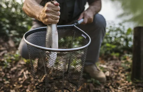 捕鱼，人，鱼，持有，捕获，渔夫，渔网，一人