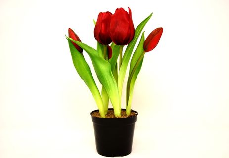 红色,郁金香,黑色,塑料壶,花,人造,春天,植物 红色,郁金香,黑色,塑料壶,花,人造,春天,植物