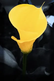 花，植物，种子，黄色，礼来，美丽，开花植物，花瓣