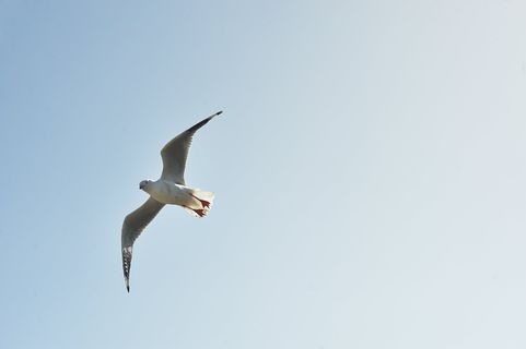 动物,鸟,海鸥,海鸟,海鸥,天空,野生动物,飞行 动物,鸟,海鸥,海鸟,海鸥,天空,野生动物,飞行