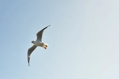 动物,鸟,海鸥,海鸟,海鸥,天空,野生动物,飞行 动物,鸟,海鸥,海鸟,海鸥,天空,野生动物,飞行