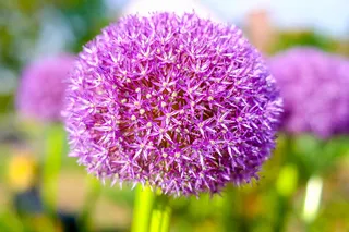 花，植物，自然，花园，夏天，季节，花，花卉