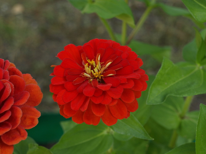 百日草，百日草，百日草，花，花，开花，地块，花园